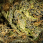 Tangie