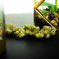 Tangie